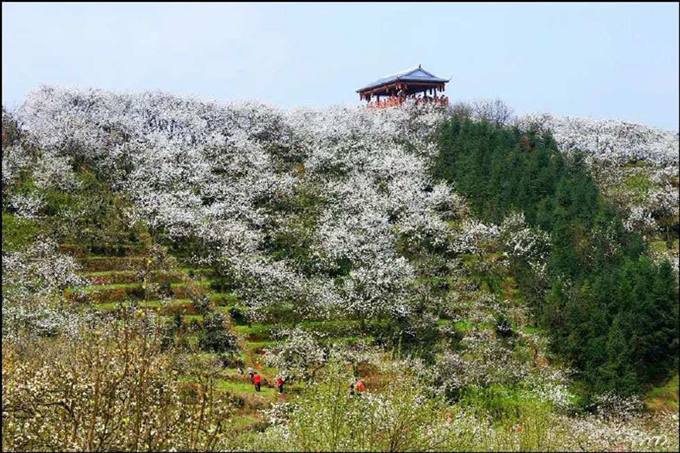 【春天，广西桂林灌阳县向您发出邀请！】我们在灌阳看梨花 - 游山玩水 - 锡林郭勒盟生活社区 - 锡林郭勒盟28生活网 xl.28life.net