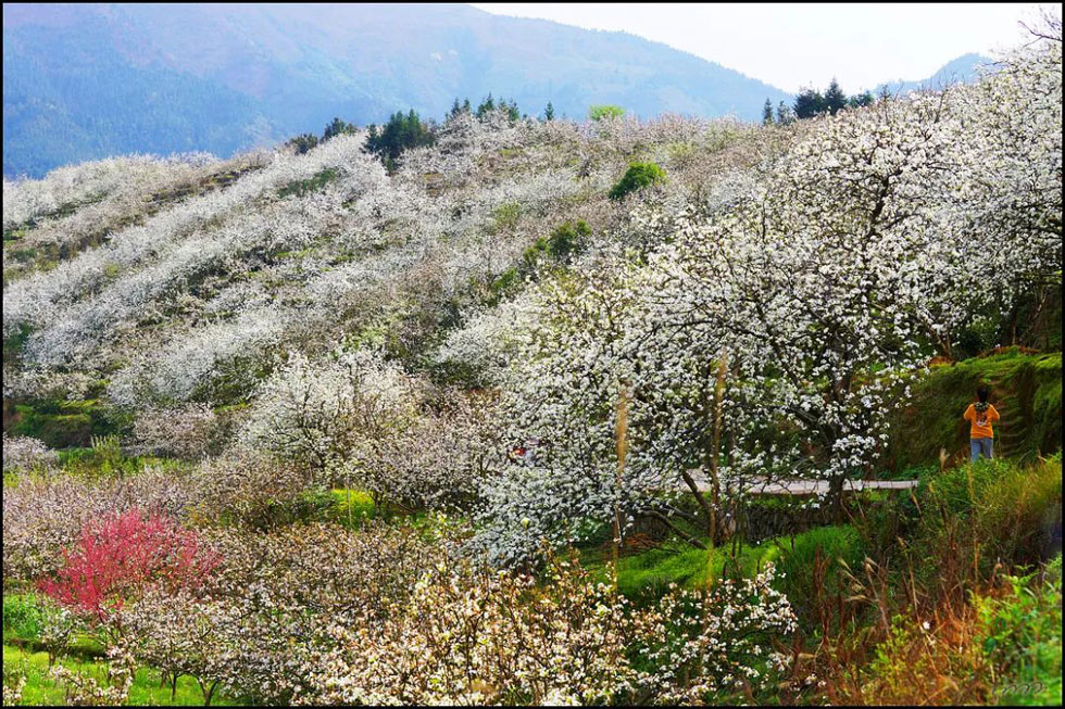 【春天，广西桂林灌阳县向您发出邀请！】我们在灌阳看梨花 - 游山玩水 - 锡林郭勒盟生活社区 - 锡林郭勒盟28生活网 xl.28life.net