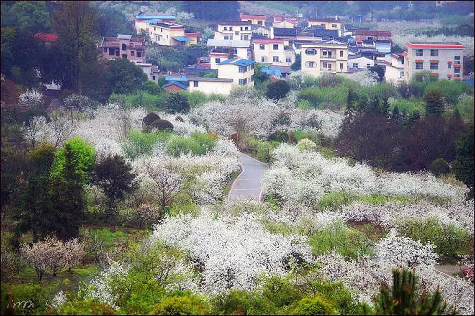 【春天，广西桂林灌阳县向您发出邀请！】我们在灌阳看梨花 - 游山玩水 - 锡林郭勒盟生活社区 - 锡林郭勒盟28生活网 xl.28life.net