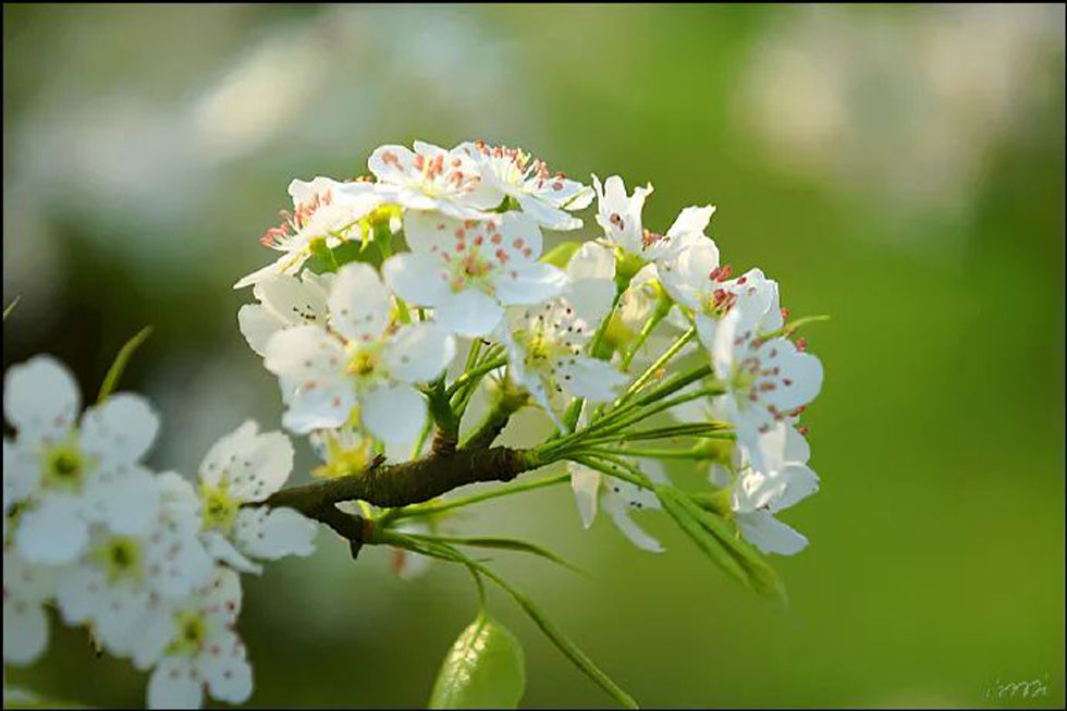 【春天，广西桂林灌阳县向您发出邀请！】我们在灌阳看梨花 - 游山玩水 - 锡林郭勒盟生活社区 - 锡林郭勒盟28生活网 xl.28life.net