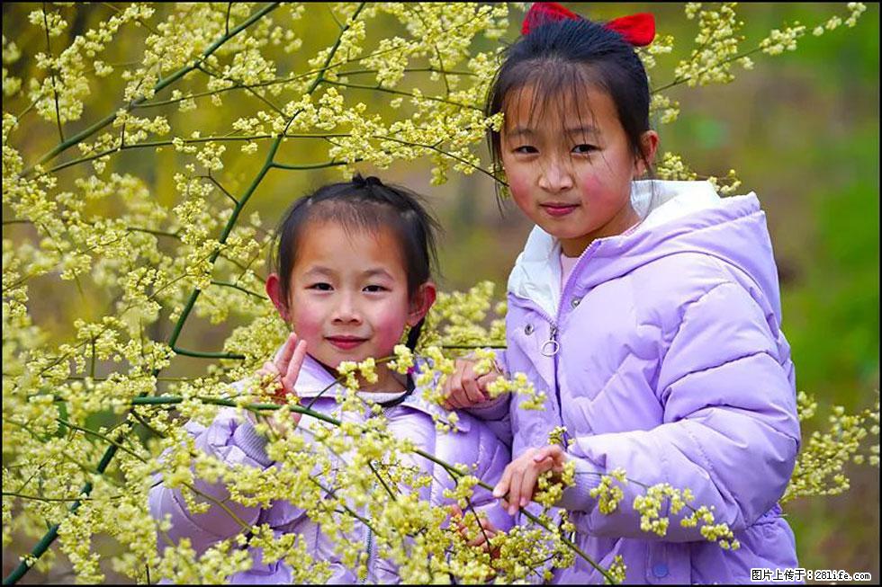 【春天，广西桂林灌阳县向您发出邀请！】米珠山前有片山苍子花在飘香 - 游山玩水 - 锡林郭勒盟生活社区 - 锡林郭勒盟28生活网 xl.28life.net