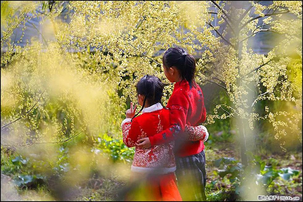【春天，广西桂林灌阳县向您发出邀请！】米珠山前有片山苍子花在飘香 - 游山玩水 - 锡林郭勒盟生活社区 - 锡林郭勒盟28生活网 xl.28life.net