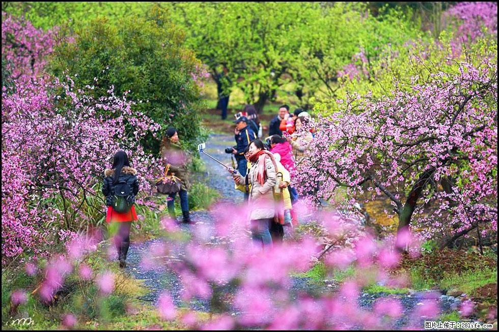 【春天，广西桂林灌阳县向您发出邀请！】官庄村有个醉美的桃花园 - 游山玩水 - 锡林郭勒盟生活社区 - 锡林郭勒盟28生活网 xl.28life.net