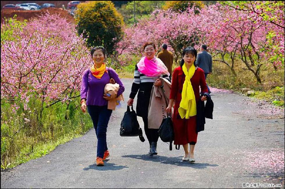 【春天，广西桂林灌阳县向您发出邀请！】官庄村有个醉美的桃花园 - 游山玩水 - 锡林郭勒盟生活社区 - 锡林郭勒盟28生活网 xl.28life.net