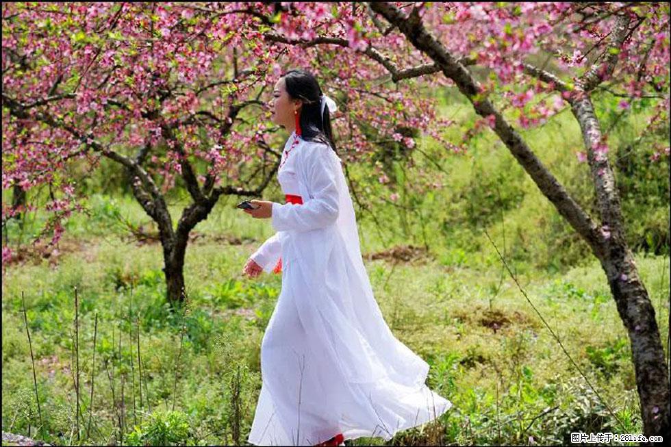 【春天，广西桂林灌阳县向您发出邀请！】官庄村有个醉美的桃花园 - 游山玩水 - 锡林郭勒盟生活社区 - 锡林郭勒盟28生活网 xl.28life.net