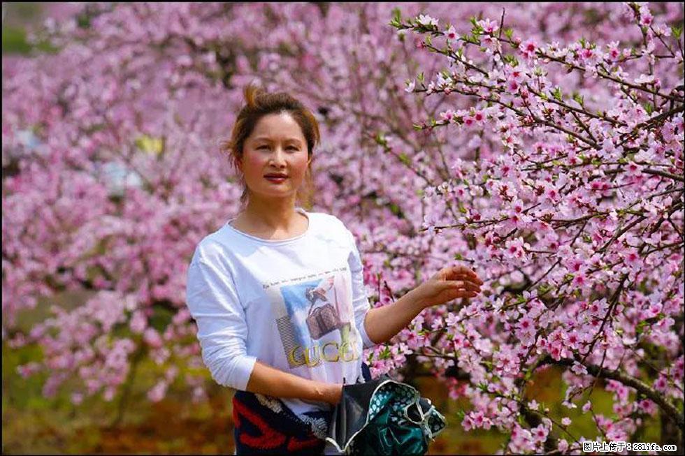 【春天，广西桂林灌阳县向您发出邀请！】官庄村有个醉美的桃花园 - 游山玩水 - 锡林郭勒盟生活社区 - 锡林郭勒盟28生活网 xl.28life.net