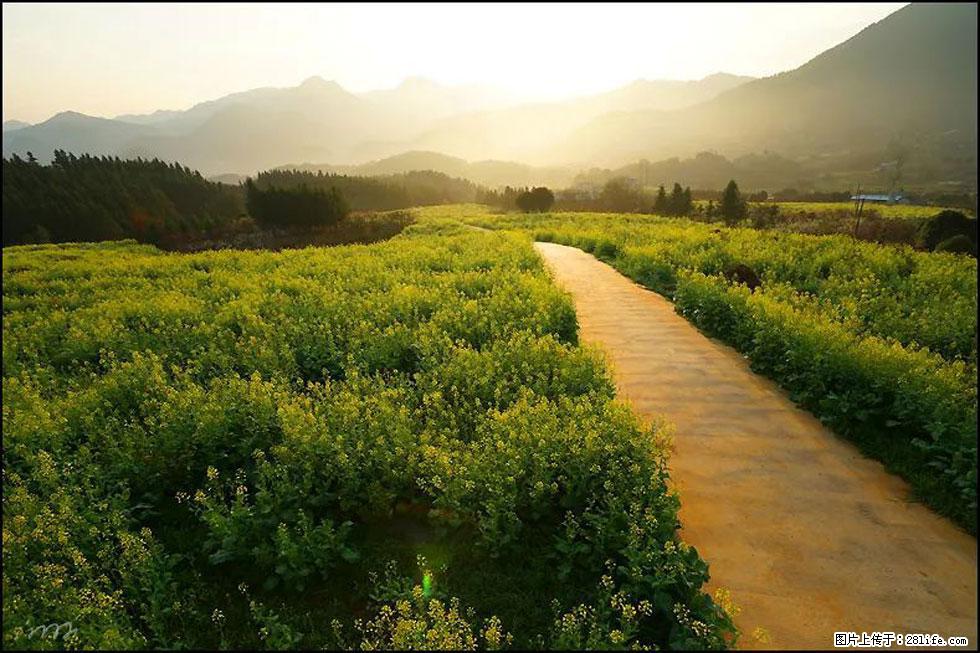【春天，广西桂林灌阳县向您发出邀请！】长坪村油菜盛情花开 - 游山玩水 - 锡林郭勒盟生活社区 - 锡林郭勒盟28生活网 xl.28life.net