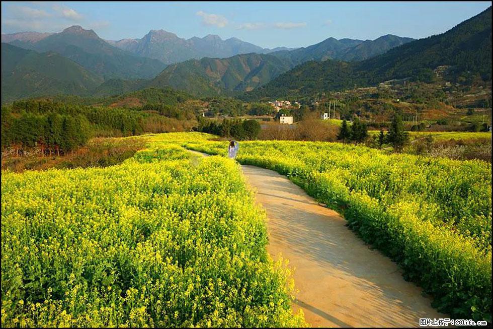 【春天，广西桂林灌阳县向您发出邀请！】长坪村油菜盛情花开 - 游山玩水 - 锡林郭勒盟生活社区 - 锡林郭勒盟28生活网 xl.28life.net