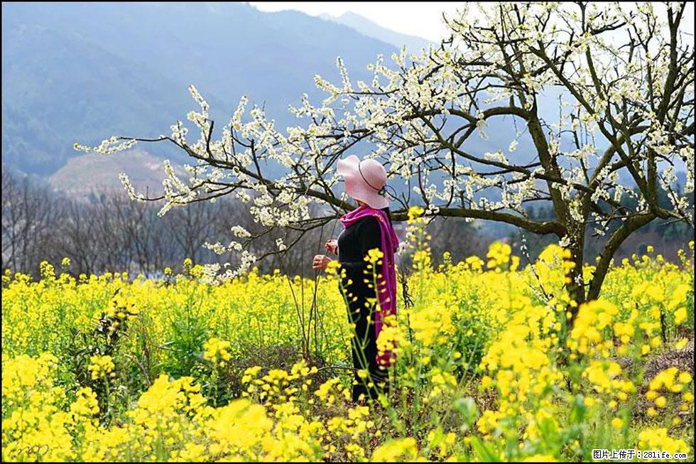 【春天，广西桂林灌阳县向您发出邀请！】长坪村油菜盛情花开 - 游山玩水 - 锡林郭勒盟生活社区 - 锡林郭勒盟28生活网 xl.28life.net