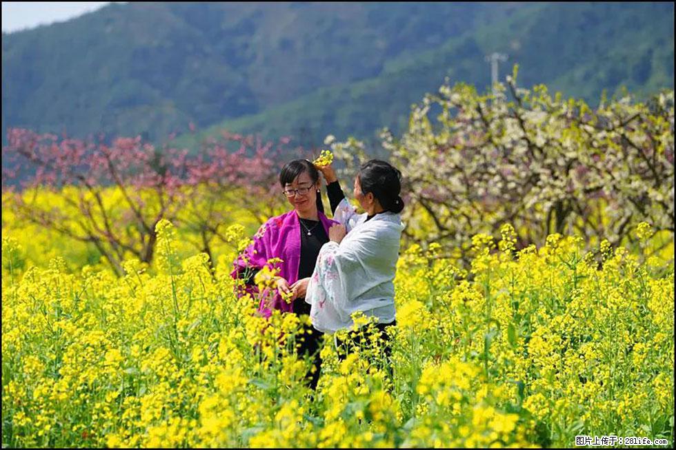 【春天，广西桂林灌阳县向您发出邀请！】长坪村油菜盛情花开 - 游山玩水 - 锡林郭勒盟生活社区 - 锡林郭勒盟28生活网 xl.28life.net