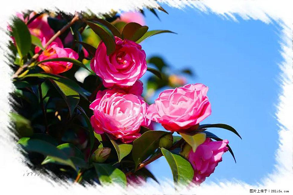 【春天，广西桂林灌阳县向您发出邀请！】杨柳井茶花惹人爱 - 游山玩水 - 锡林郭勒盟生活社区 - 锡林郭勒盟28生活网 xl.28life.net