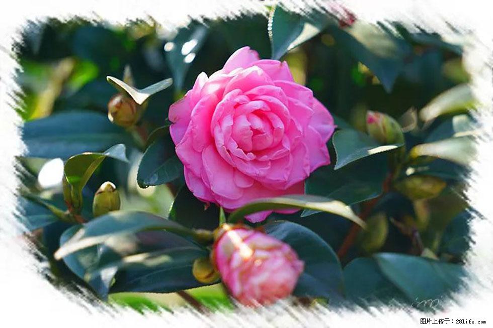 【春天，广西桂林灌阳县向您发出邀请！】杨柳井茶花惹人爱 - 游山玩水 - 锡林郭勒盟生活社区 - 锡林郭勒盟28生活网 xl.28life.net