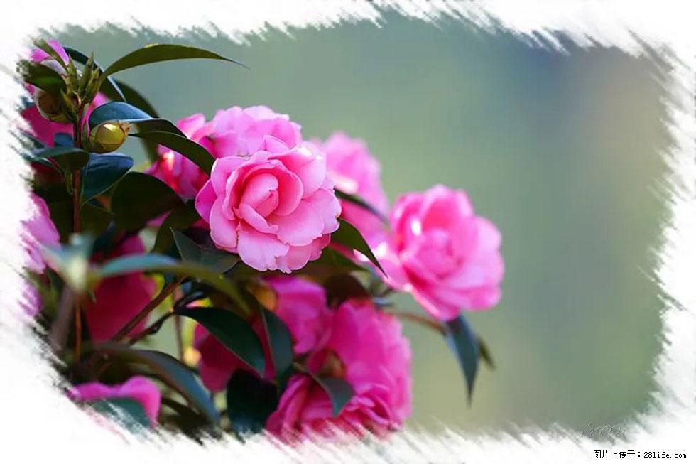 【春天，广西桂林灌阳县向您发出邀请！】杨柳井茶花惹人爱 - 游山玩水 - 锡林郭勒盟生活社区 - 锡林郭勒盟28生活网 xl.28life.net
