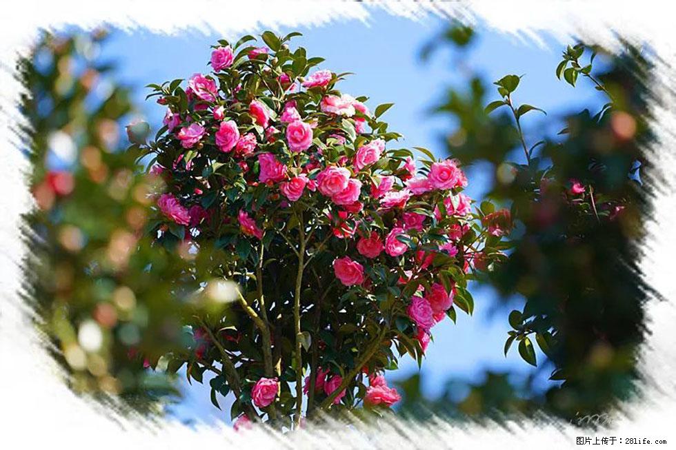 【春天，广西桂林灌阳县向您发出邀请！】杨柳井茶花惹人爱 - 游山玩水 - 锡林郭勒盟生活社区 - 锡林郭勒盟28生活网 xl.28life.net