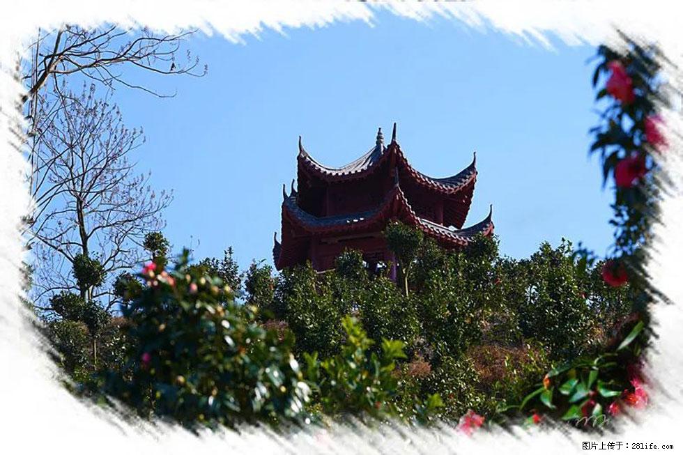 【春天，广西桂林灌阳县向您发出邀请！】杨柳井茶花惹人爱 - 游山玩水 - 锡林郭勒盟生活社区 - 锡林郭勒盟28生活网 xl.28life.net