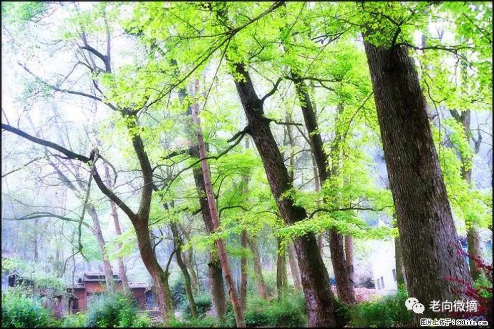 【春天，广西桂林灌阳县向您发出邀请！】在小龙村与春天约会 - 游山玩水 - 锡林郭勒盟生活社区 - 锡林郭勒盟28生活网 xl.28life.net