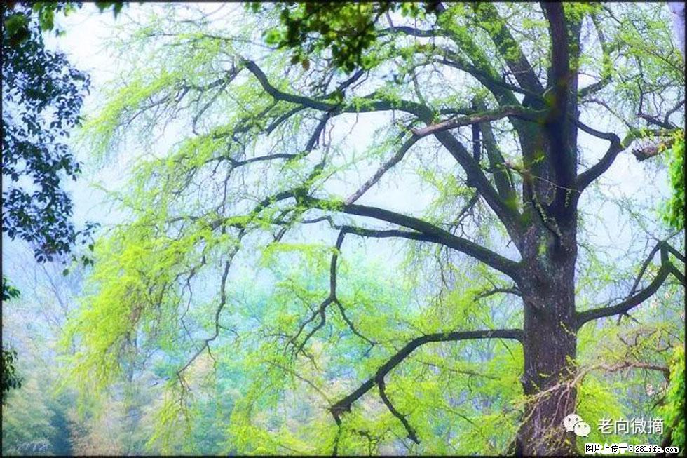【春天，广西桂林灌阳县向您发出邀请！】在小龙村与春天约会 - 游山玩水 - 锡林郭勒盟生活社区 - 锡林郭勒盟28生活网 xl.28life.net
