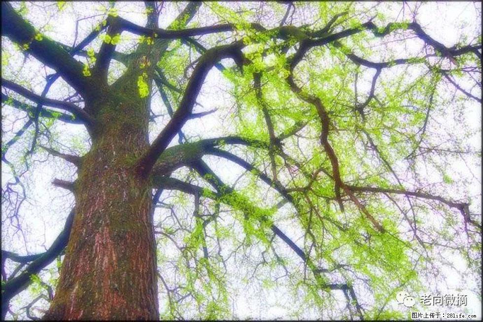 【春天，广西桂林灌阳县向您发出邀请！】在小龙村与春天约会 - 游山玩水 - 锡林郭勒盟生活社区 - 锡林郭勒盟28生活网 xl.28life.net