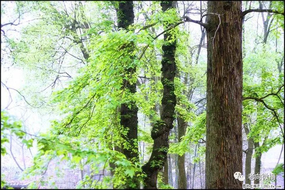 【春天，广西桂林灌阳县向您发出邀请！】在小龙村与春天约会 - 游山玩水 - 锡林郭勒盟生活社区 - 锡林郭勒盟28生活网 xl.28life.net