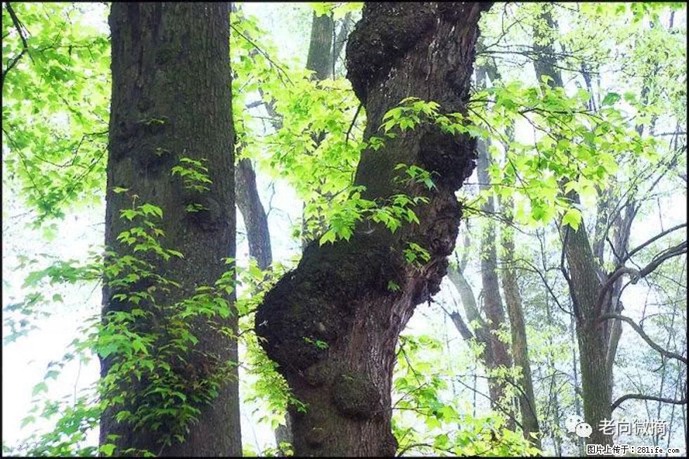 【春天，广西桂林灌阳县向您发出邀请！】在小龙村与春天约会 - 游山玩水 - 锡林郭勒盟生活社区 - 锡林郭勒盟28生活网 xl.28life.net