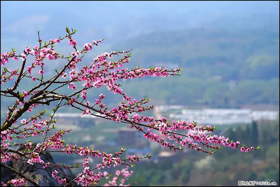 【春天，广西桂林灌阳县向您发出邀请！】望月岭上桃花开 - 游山玩水 - 锡林郭勒盟生活社区 - 锡林郭勒盟28生活网 xl.28life.net