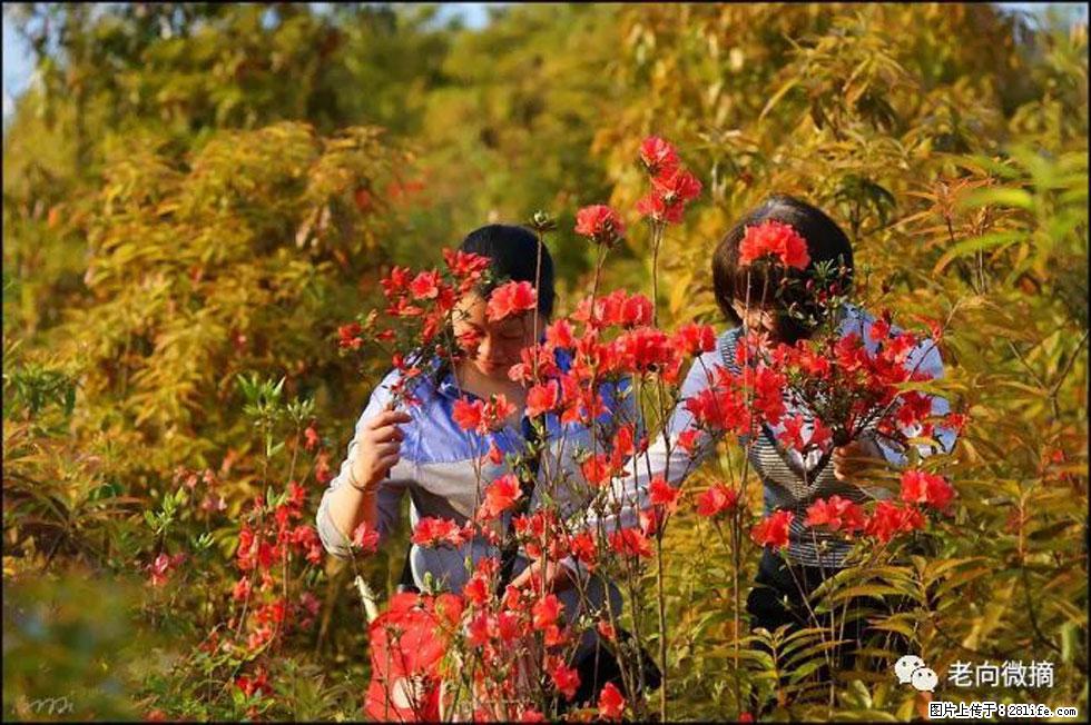 【春天，广西桂林灌阳县向您发出邀请！】登麒麟山，相约映山红 - 游山玩水 - 锡林郭勒盟生活社区 - 锡林郭勒盟28生活网 xl.28life.net