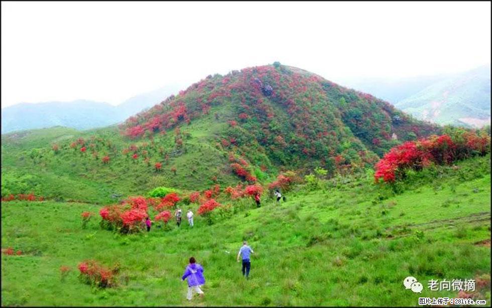 【春天，广西桂林灌阳县向您发出邀请！】宝盖山上映山红 - 游山玩水 - 锡林郭勒盟生活社区 - 锡林郭勒盟28生活网 xl.28life.net