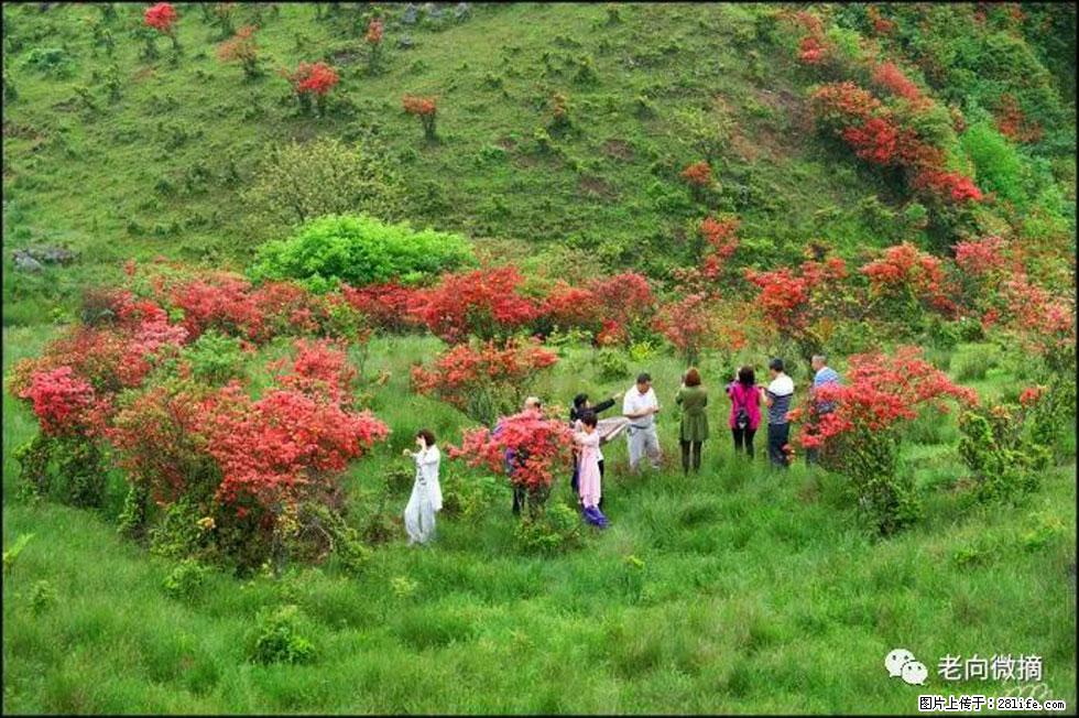 【春天，广西桂林灌阳县向您发出邀请！】宝盖山上映山红 - 游山玩水 - 锡林郭勒盟生活社区 - 锡林郭勒盟28生活网 xl.28life.net