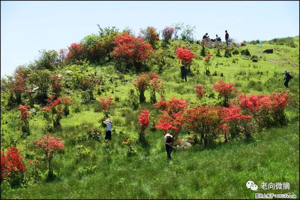 【春天，广西桂林灌阳县向您发出邀请！】宝盖山上映山红 - 游山玩水 - 锡林郭勒盟生活社区 - 锡林郭勒盟28生活网 xl.28life.net