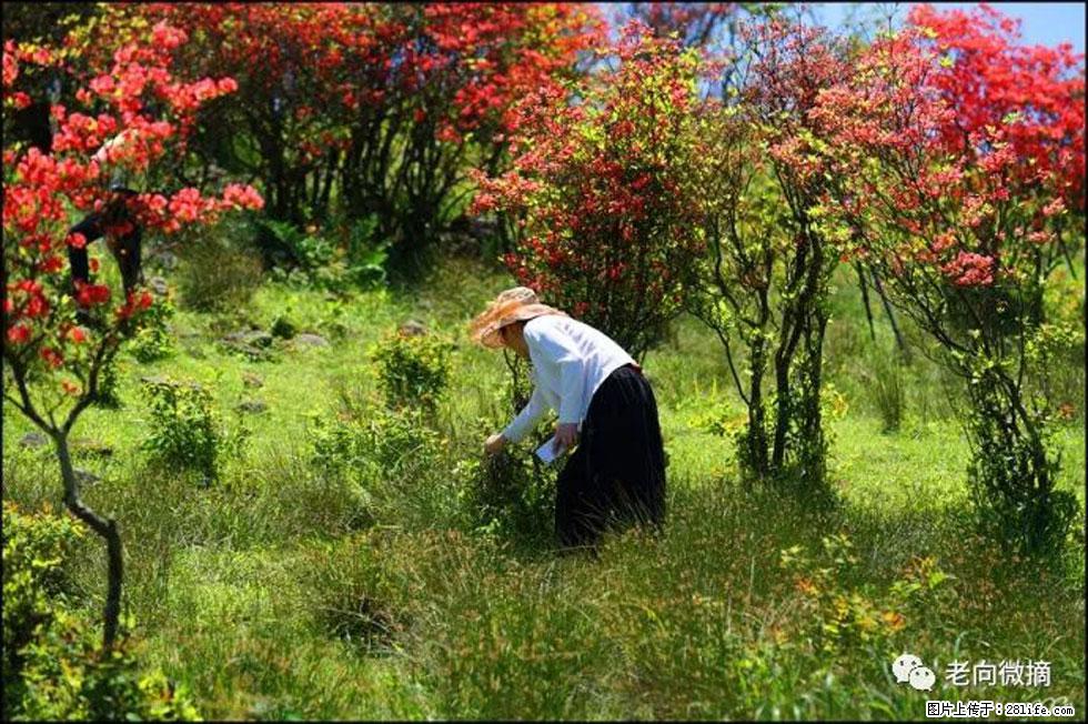 【春天，广西桂林灌阳县向您发出邀请！】宝盖山上映山红 - 游山玩水 - 锡林郭勒盟生活社区 - 锡林郭勒盟28生活网 xl.28life.net
