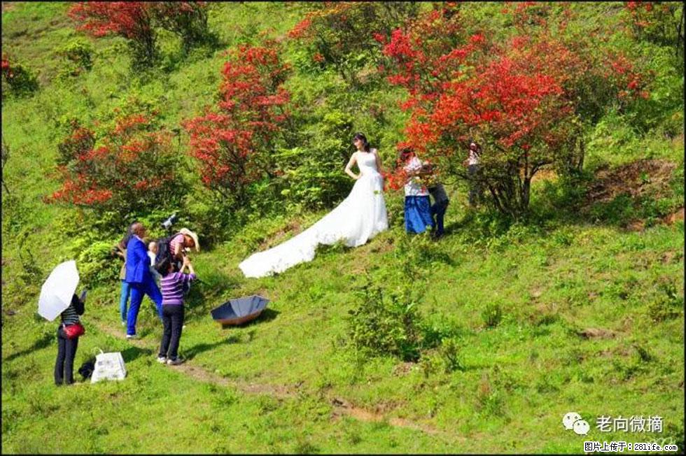【春天，广西桂林灌阳县向您发出邀请！】宝盖山上映山红 - 游山玩水 - 锡林郭勒盟生活社区 - 锡林郭勒盟28生活网 xl.28life.net