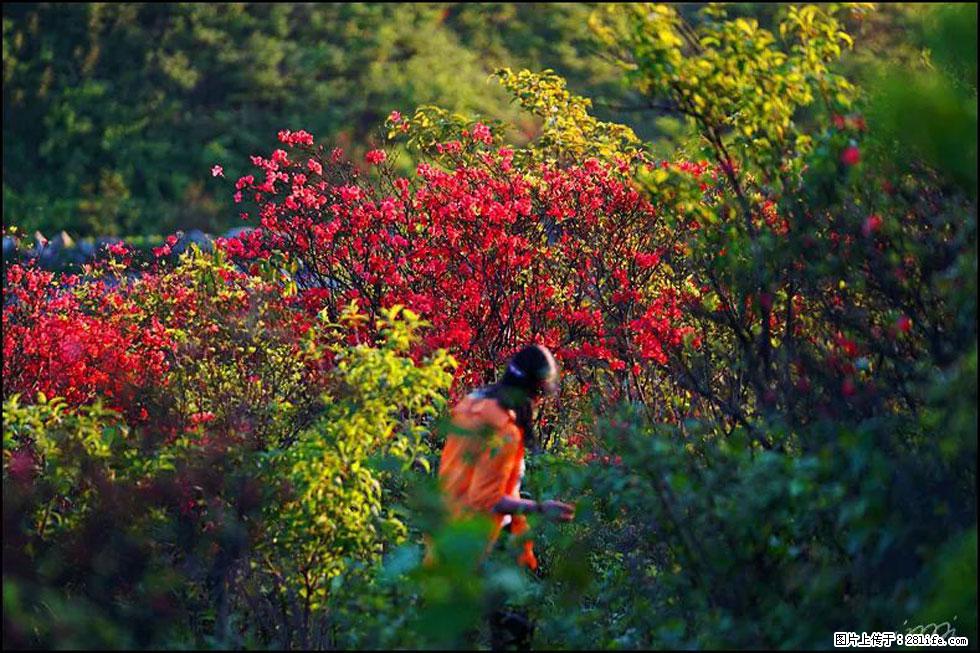 【春天，广西桂林灌阳县向您发出邀请！】春木界上映山红 - 游山玩水 - 锡林郭勒盟生活社区 - 锡林郭勒盟28生活网 xl.28life.net