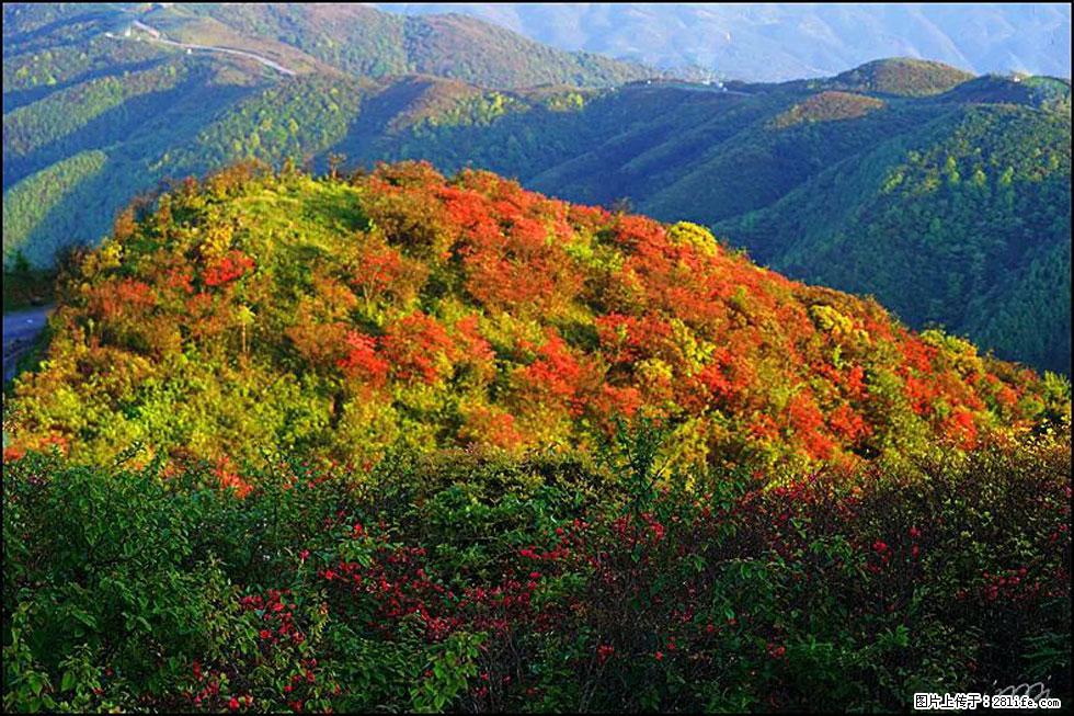 【春天，广西桂林灌阳县向您发出邀请！】春木界上映山红 - 游山玩水 - 锡林郭勒盟生活社区 - 锡林郭勒盟28生活网 xl.28life.net