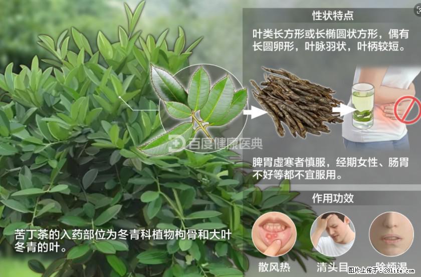 苦丁茶有哪些功效和作用 - 生活百科 - 锡林郭勒盟生活社区 - 锡林郭勒盟28生活网 xl.28life.net