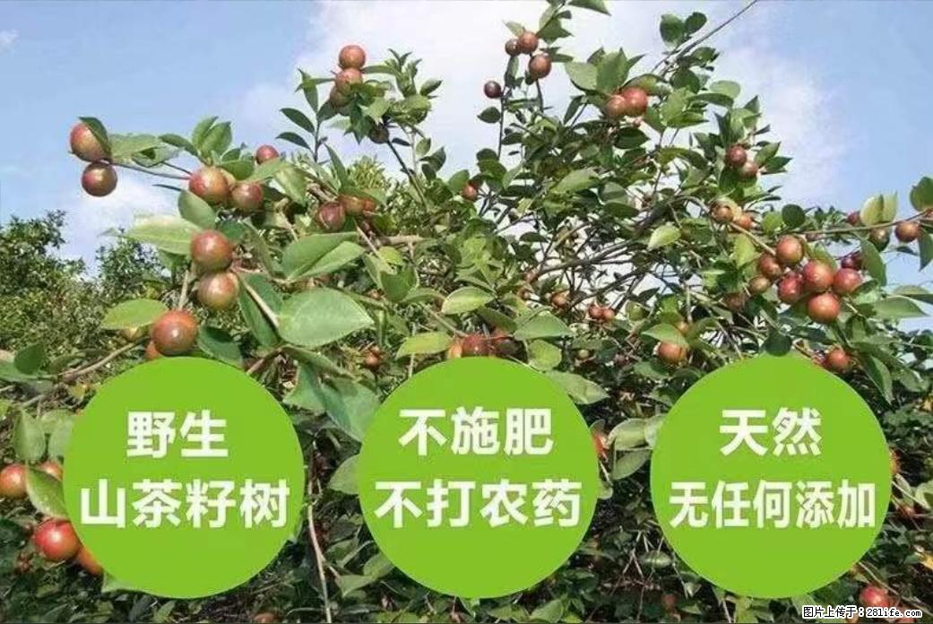 【灌阳县油茶产业示范区】一个有着充实的精神生活的人，对待身外之物自会有一种淡泊的态度 - 美食天地 - 锡林郭勒盟生活社区 - 锡林郭勒盟28生活网 xl.28life.net