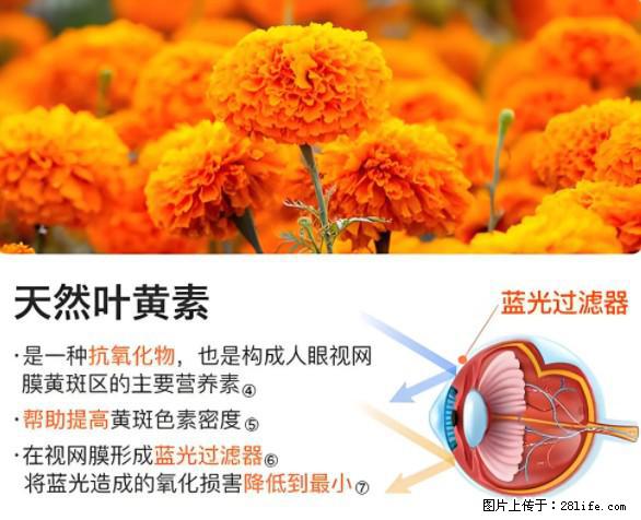 叶黄素有什么功效和作用 - 生活百科 - 锡林郭勒盟生活社区 - 锡林郭勒盟28生活网 xl.28life.net