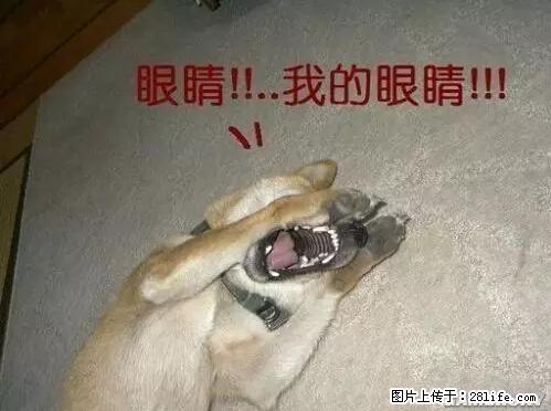 笑癫了！一女的怀孕三年未生，他终于忍不住了... - 娱乐八卦 - 锡林郭勒盟生活社区 - 锡林郭勒盟28生活网 xl.28life.net