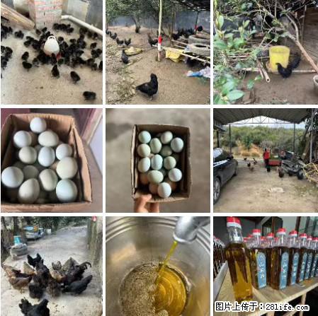油茶园从小鸡仔开始养起的纯土鸡、土鸡蛋可以预定啦！还有前几天刚榨的纯山茶油哦 - 美食天地 - 锡林郭勒盟生活社区 - 锡林郭勒盟28生活网 xl.28life.net
