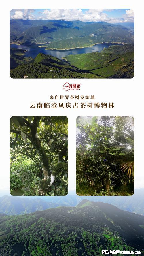 时间果百年古树2025年春红茶 - 购物交流 - 锡林郭勒盟生活社区 - 锡林郭勒盟28生活网 xl.28life.net