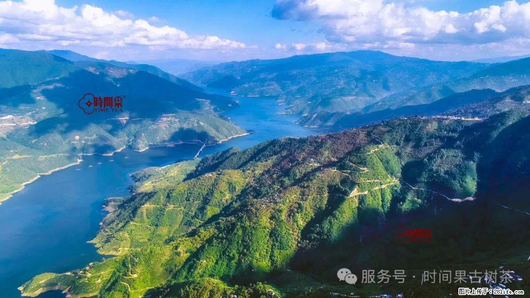 时间果百年古树龙珠普洱生茶 - 购物交流 - 锡林郭勒盟生活社区 - 锡林郭勒盟28生活网 xl.28life.net