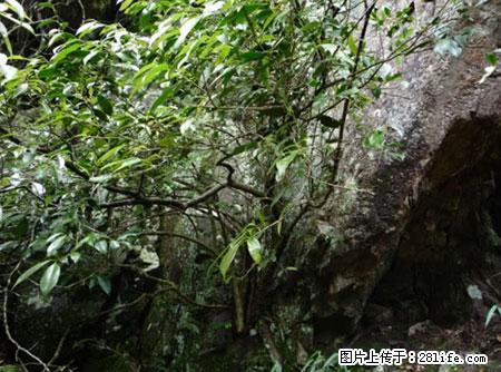 平乐石崖茶，珍贵仅次于金花茶 - 锡林郭勒盟生活资讯 - 锡林郭勒盟28生活网 xl.28life.net