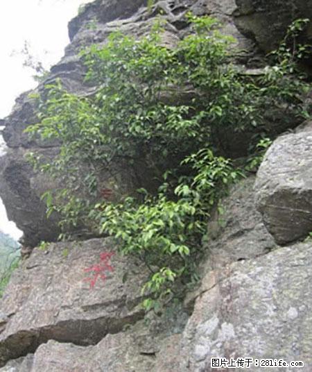 平乐石崖茶，珍贵仅次于金花茶 - 锡林郭勒盟生活资讯 - 锡林郭勒盟28生活网 xl.28life.net