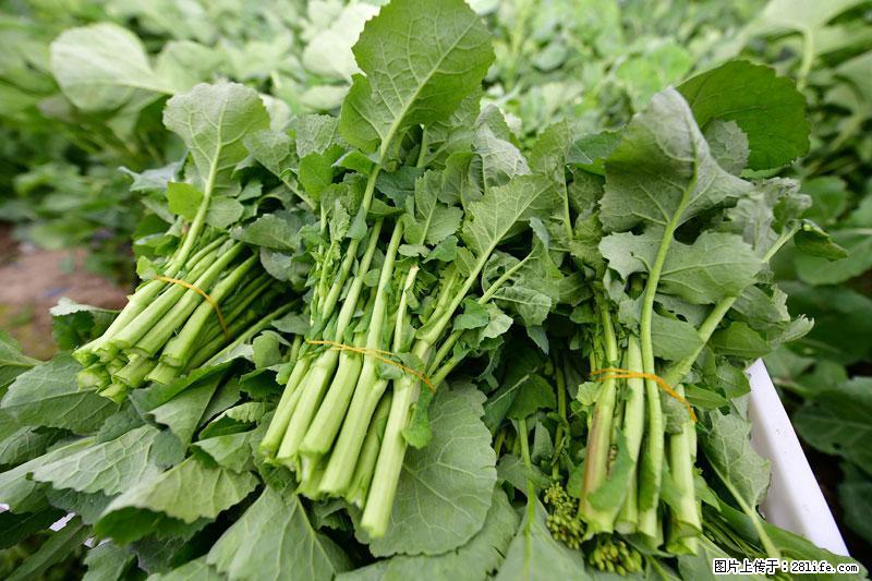 这些蔬菜是“天然钙片”，这6种被医生重点推荐 - 锡林郭勒盟生活资讯 - 锡林郭勒盟28生活网 xl.28life.net